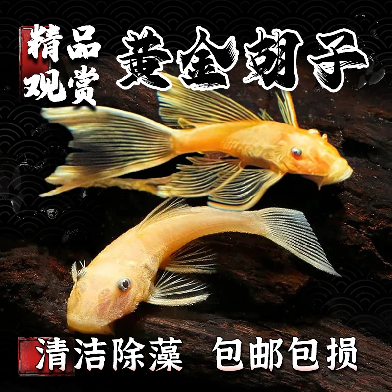 黄金胡子鱼清缸除藻不吸鱼性格温顺饲养简单清洁活体工具鱼