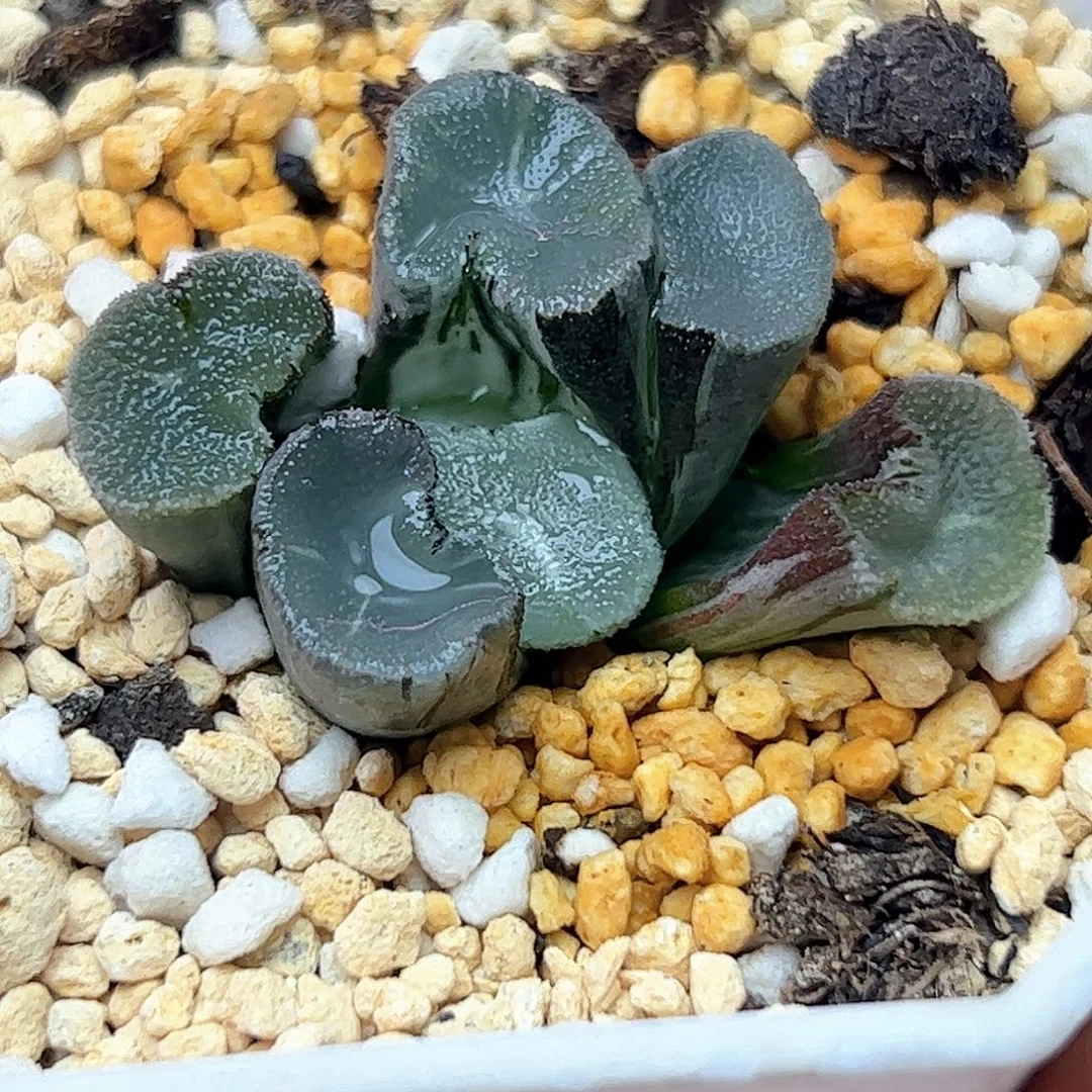 望乡万象锦十二卷多肉