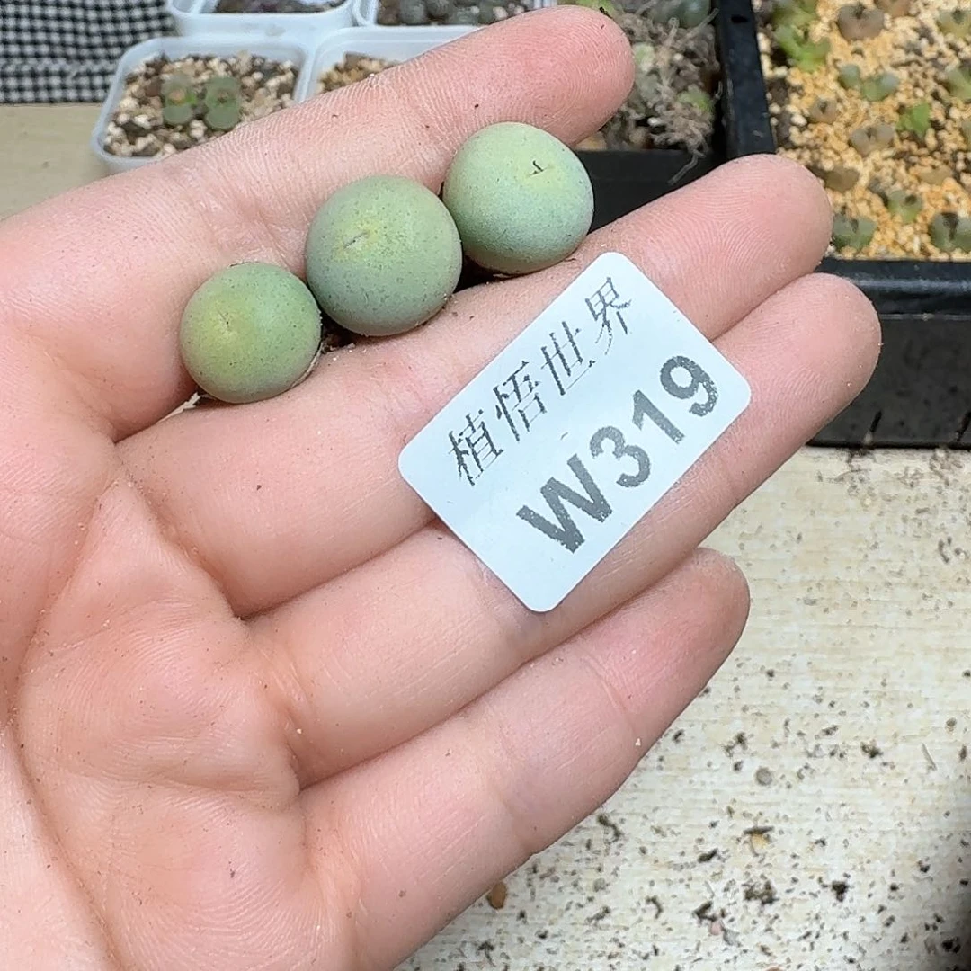 珍*版319号多肉植物哇c v