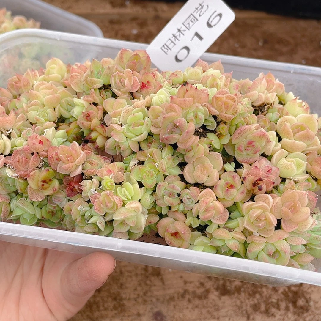多肉植物多肉植物16