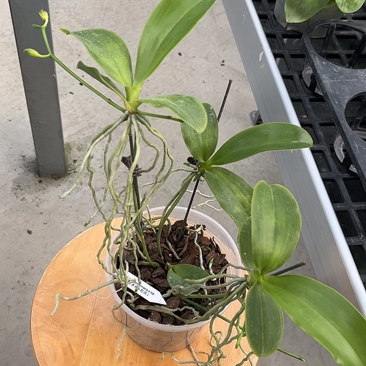当前无花栽培后可以开花4.5寸杯多梗X粗斑红路德三大高芽带花苞