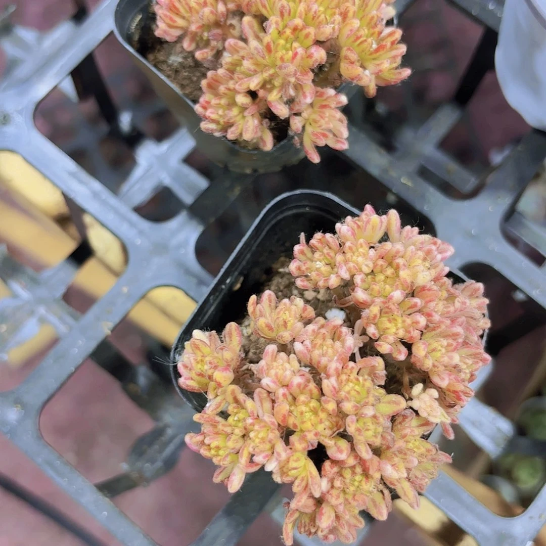 精品小人祭锦多肉植物