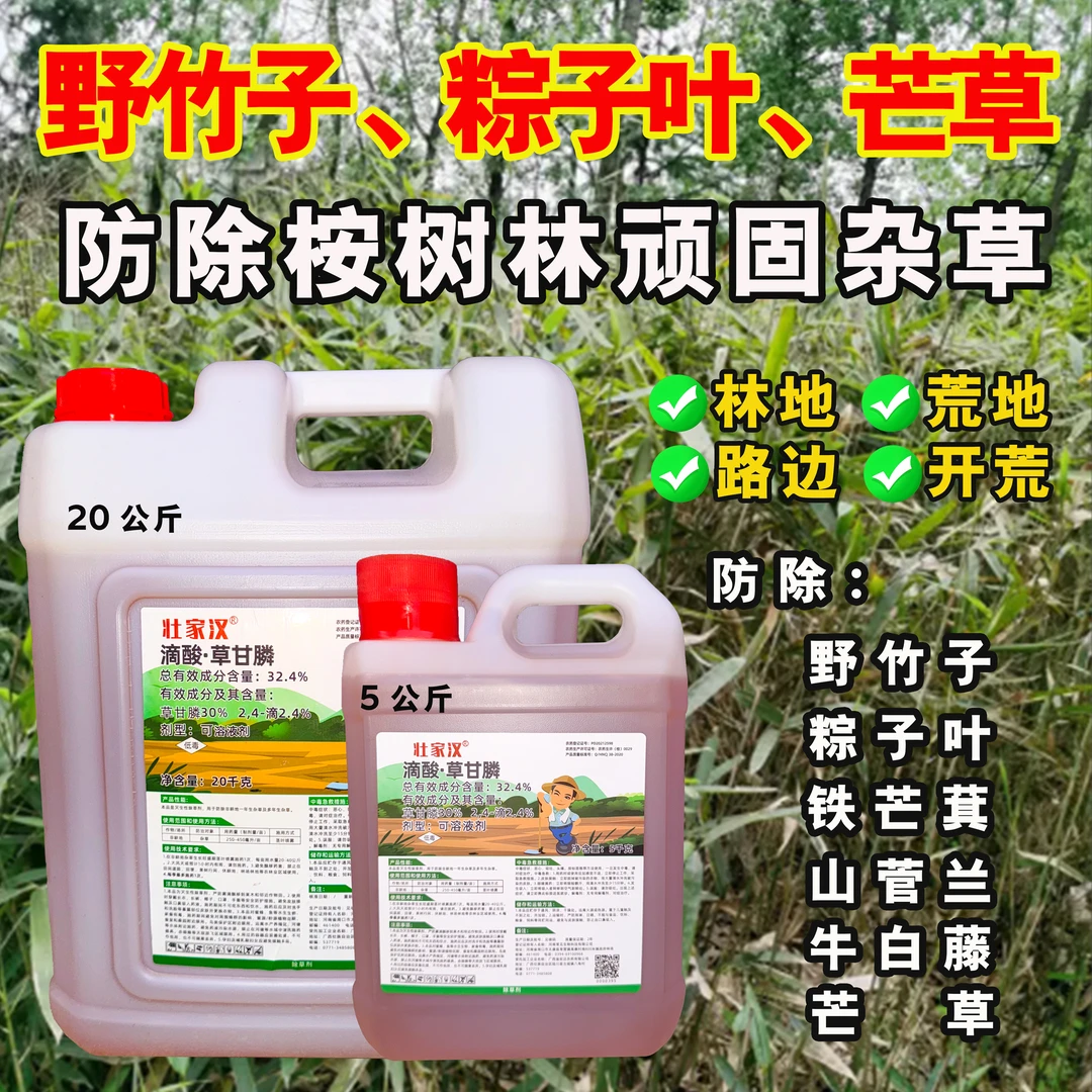 壮家汉桉树林地荒地防除铁芒萁野竹子山菅兰粽子叶顽固杂草除草剂