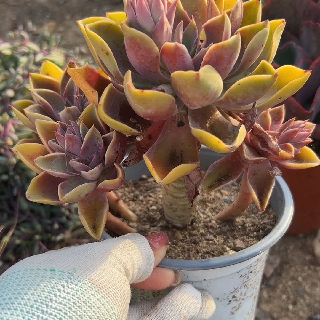 多肉植物紫气东来