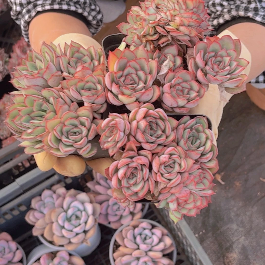 月光女神3颗一单包邮