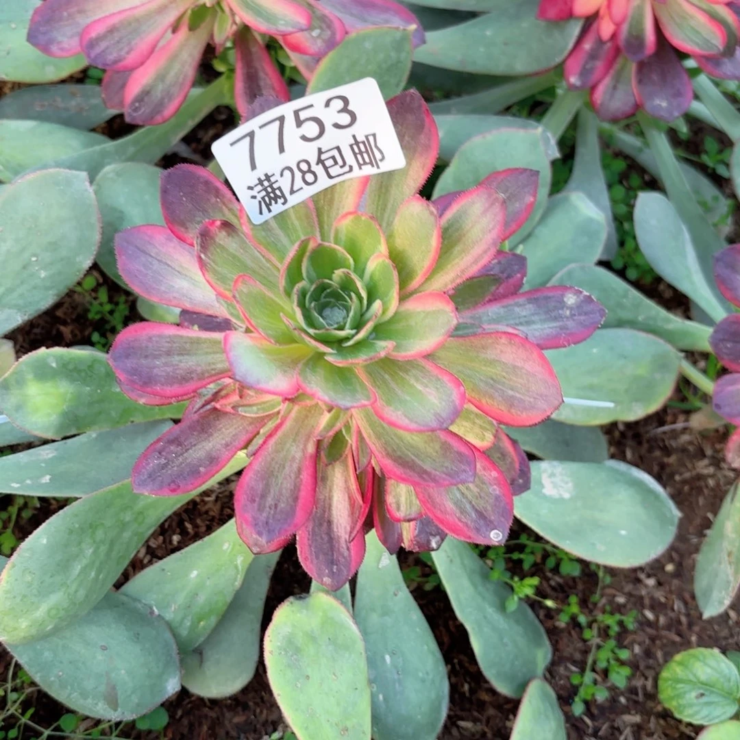 B. 7753黑魔锦多肉