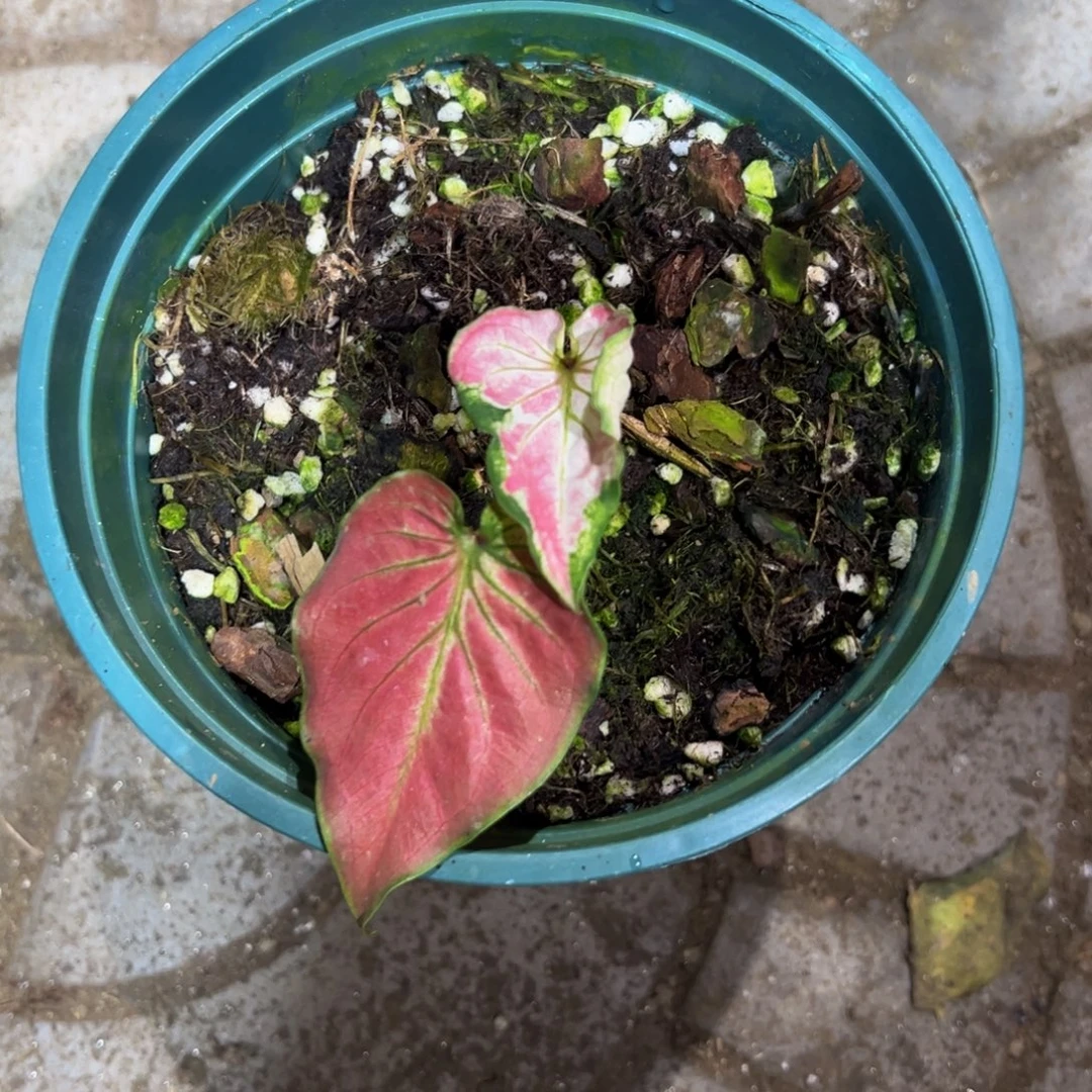 A***I完全开放9095泰彩