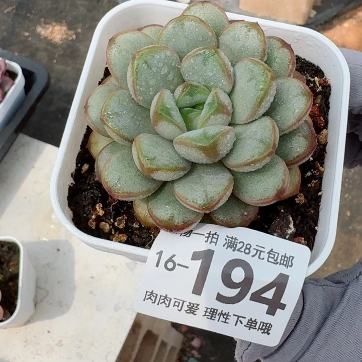 葡萄无盆土发货多肉多肉无