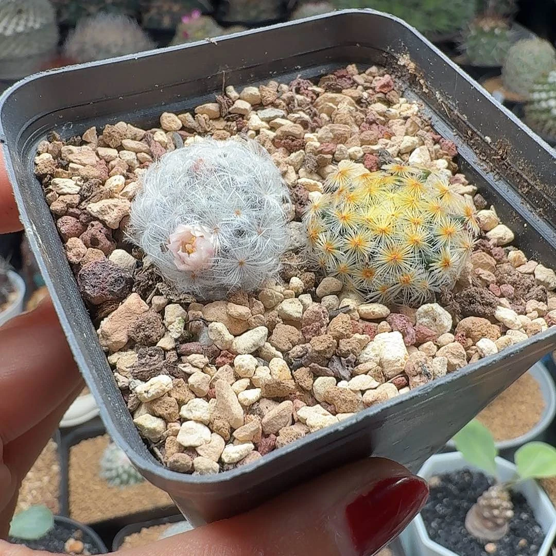 新手福利两颗一起