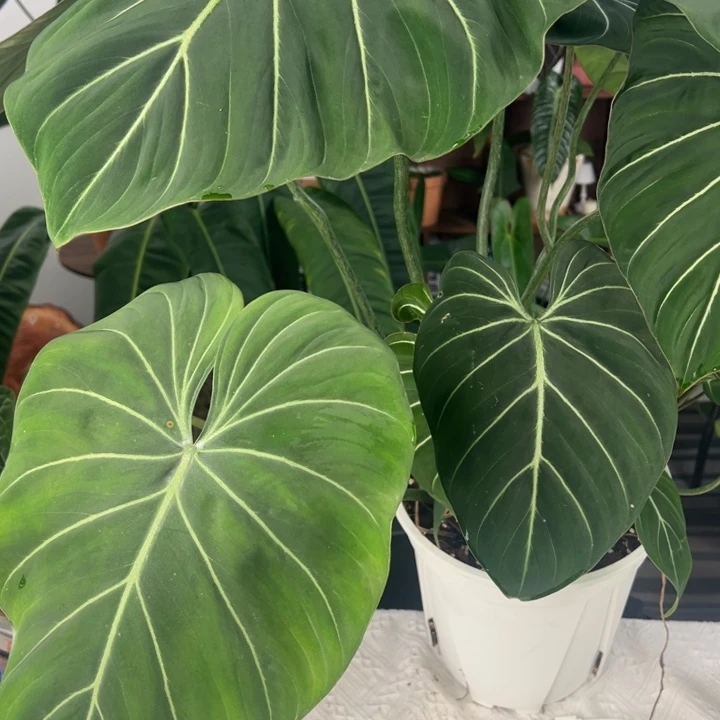 完全开放超大老桩明脉