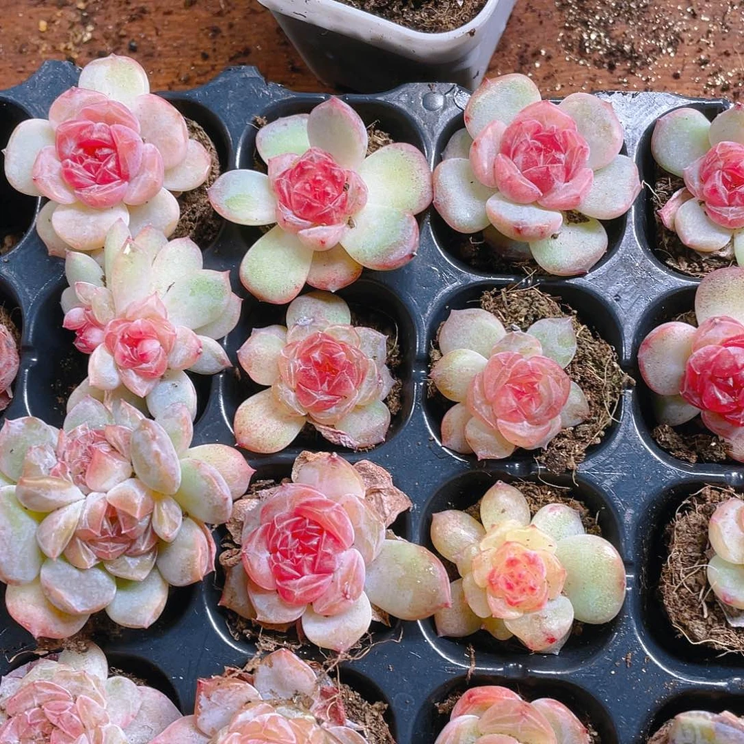 石榴5号糖心状态差一点穴一个满25包邮