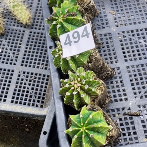 494肋骨一物一图如图