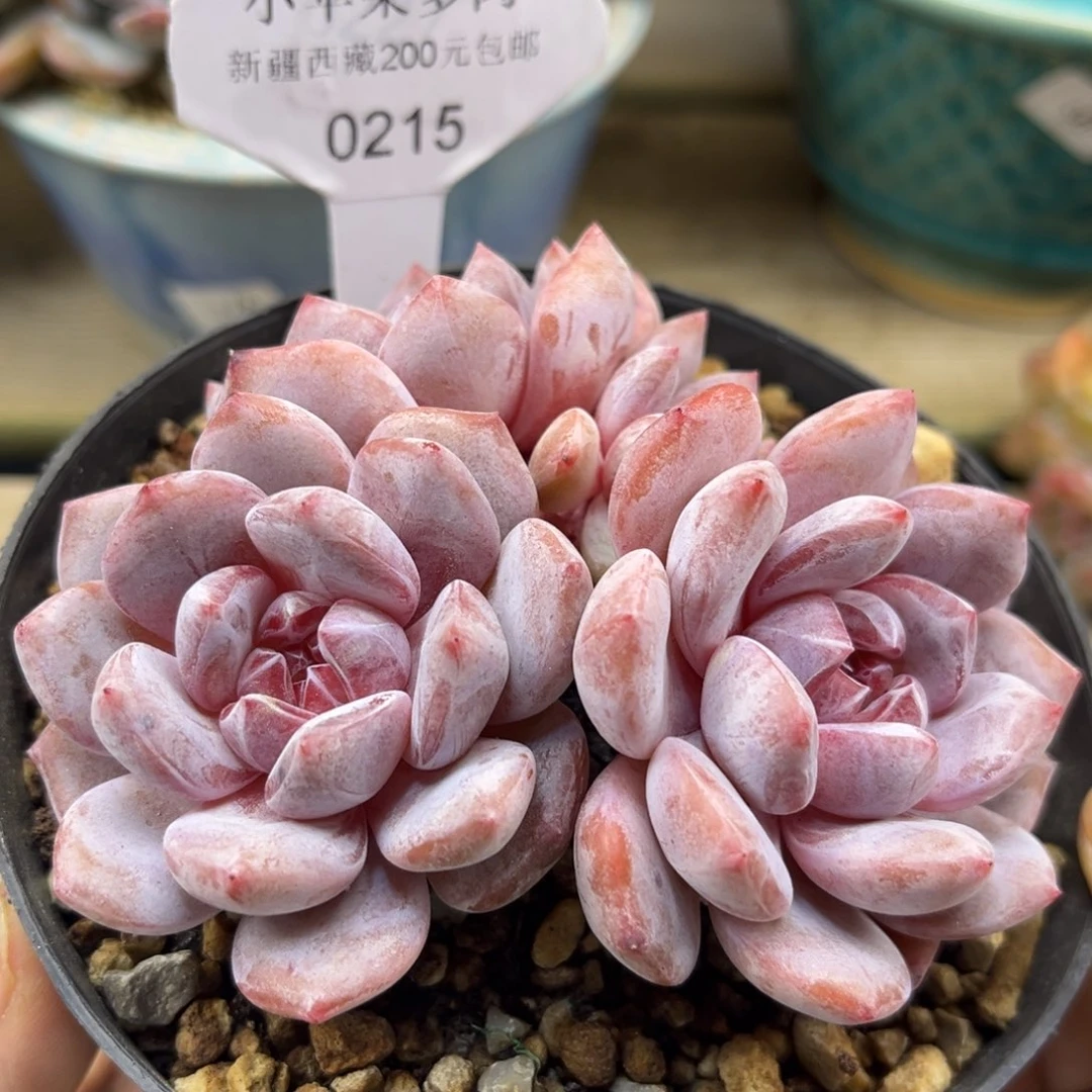 粉底紫心215/10cm3头