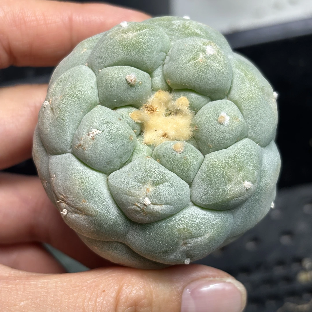 仙人球 有根 一物一拍 DP84