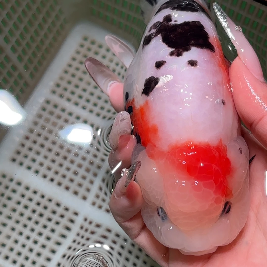 ****⁺金鱼拍包装包邮，不拍包装运费到付