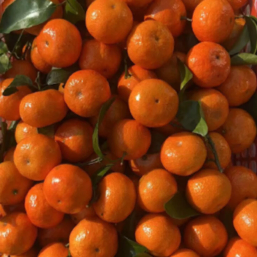 广西砂糖橘一筐（5斤左右）