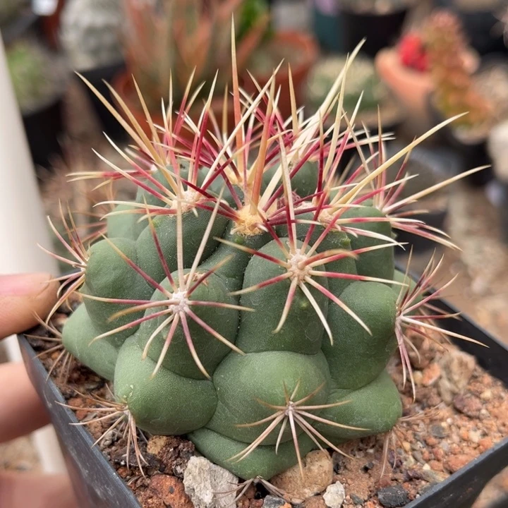 仙人球一物一拍实生5