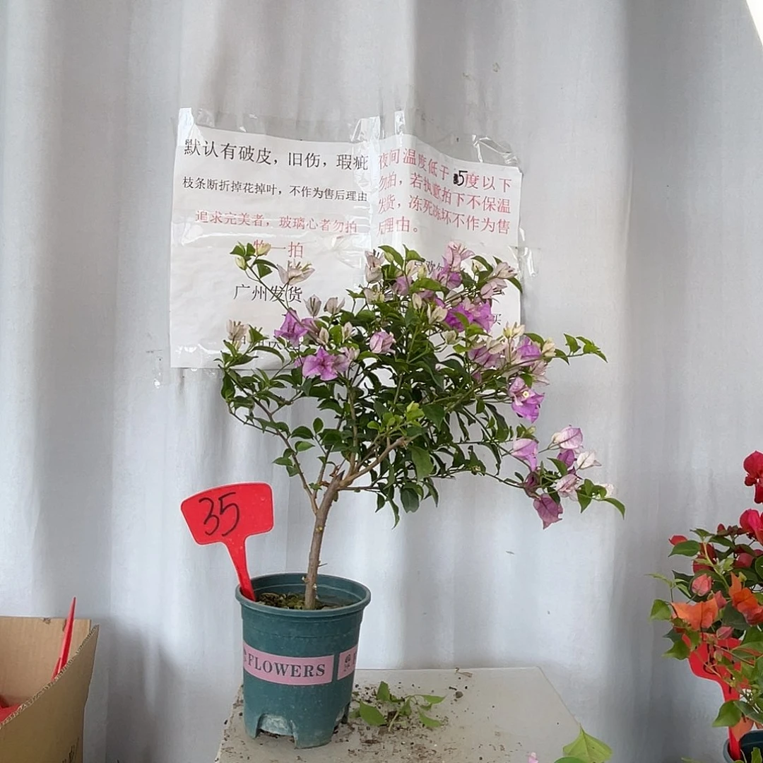 当前无花栽培后可以开花35绿叶雪紫盆苗