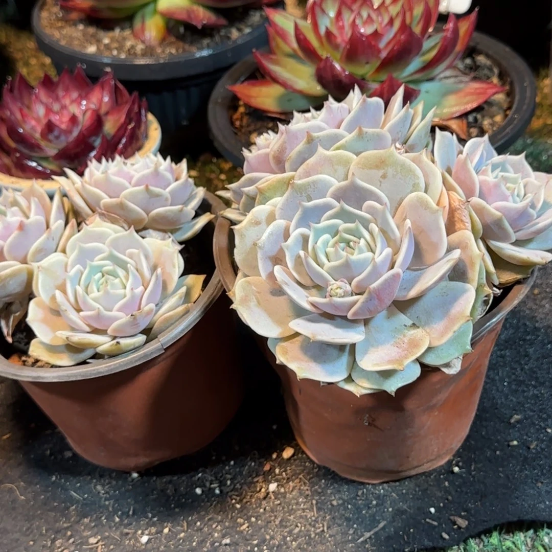 露娜脸2个惊鸿一物一拍包装收缩花旱