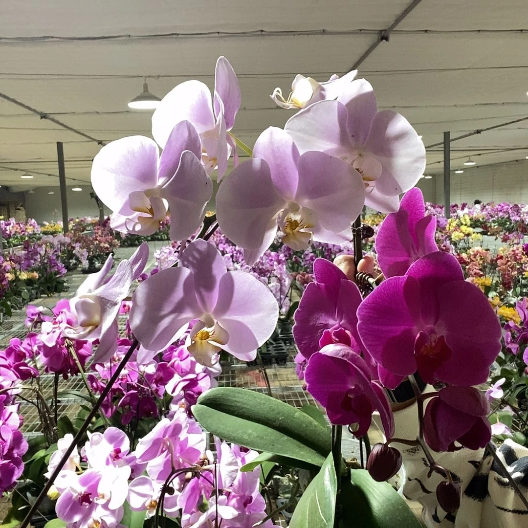 完全开放大花随机发2棵 当苗子卖。