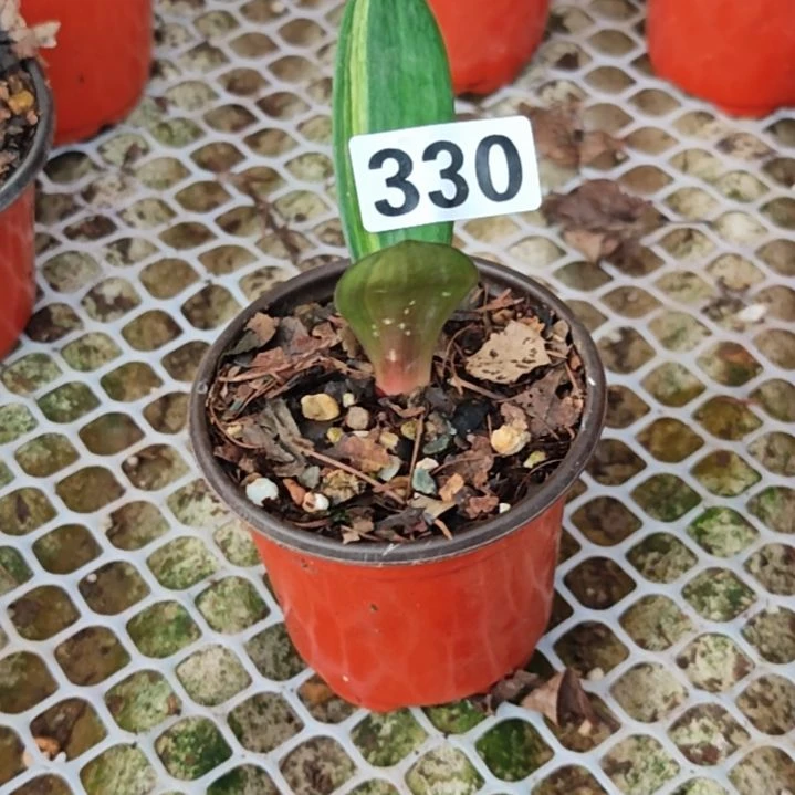 完全开放00852456321999