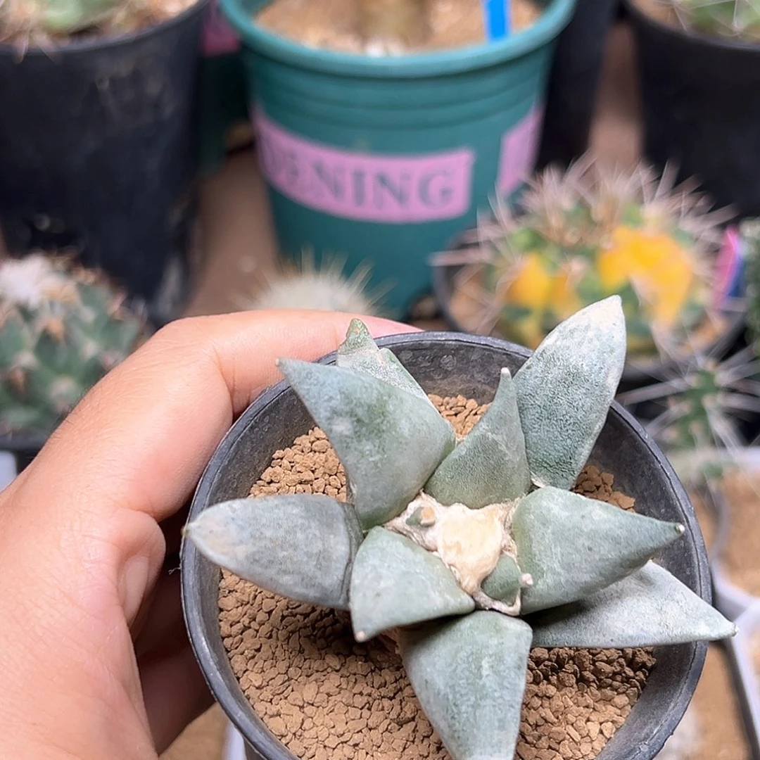 无花朵特价出牡丹实生球一颗