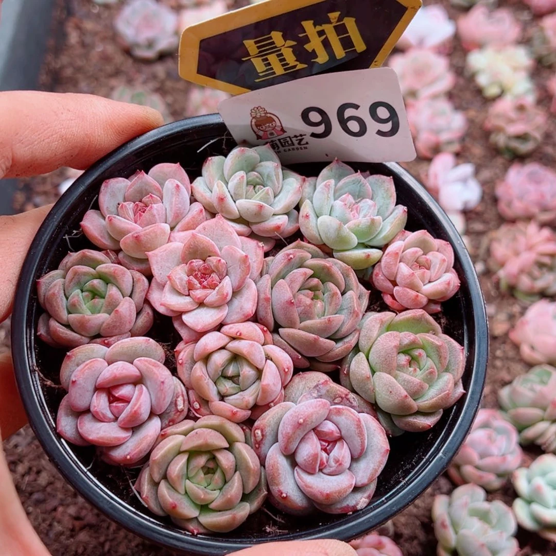 多肉植物多肉植物