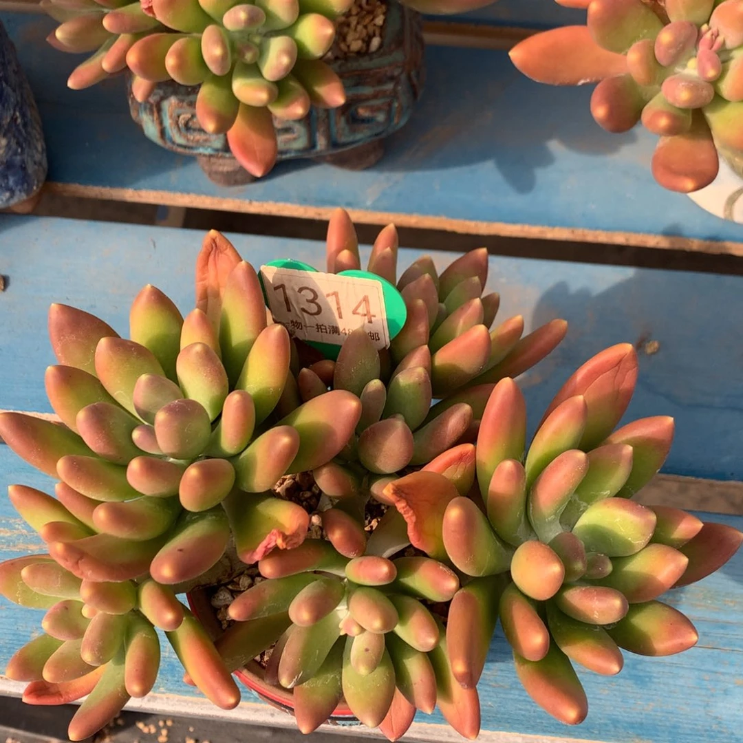 金蝉老桩开播福利1314