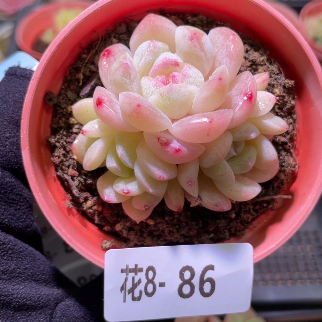 花利美8-86新品群