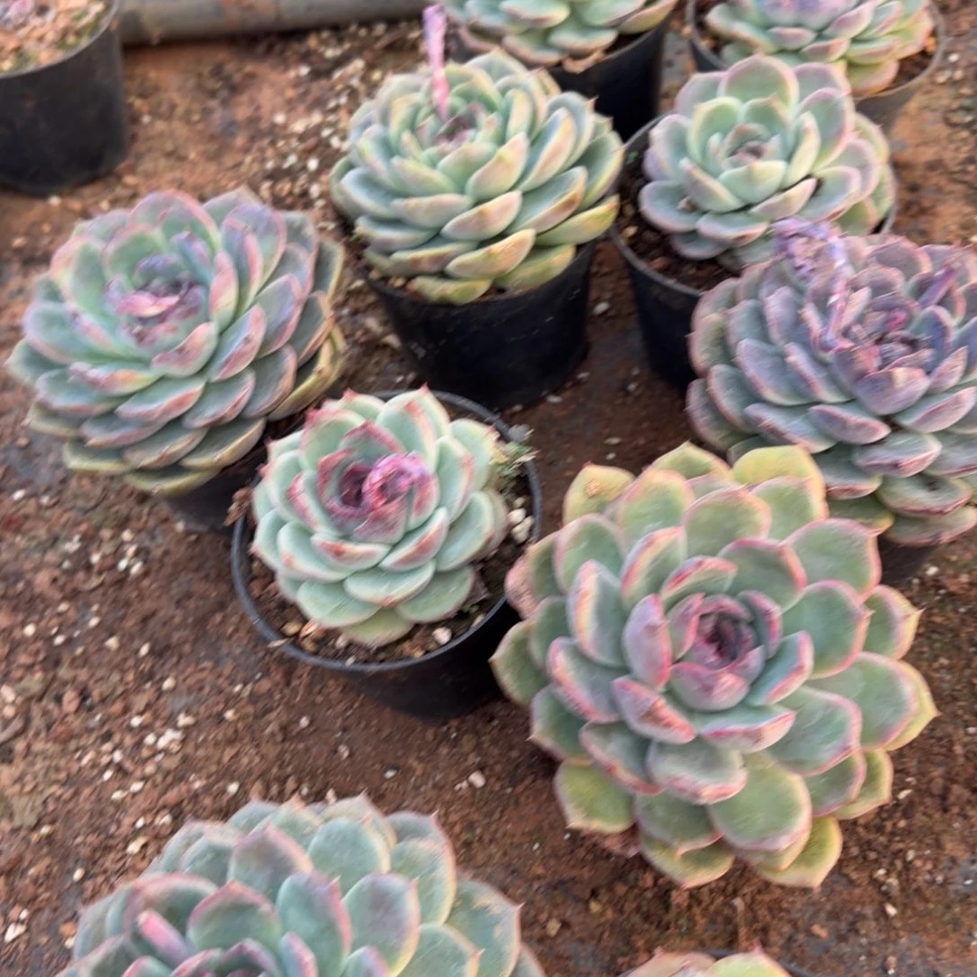 27-40黑玫瑰杂交月影一颗量拍