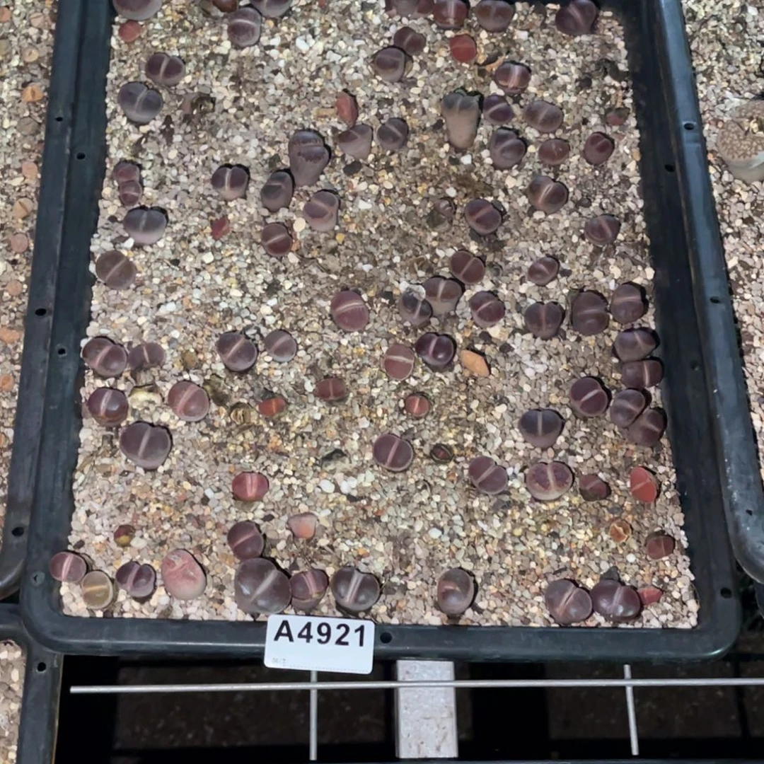 ✿***➹4921福利筐1不售后