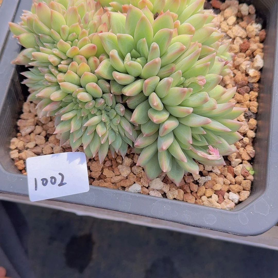 蛋*1002松露美人缀