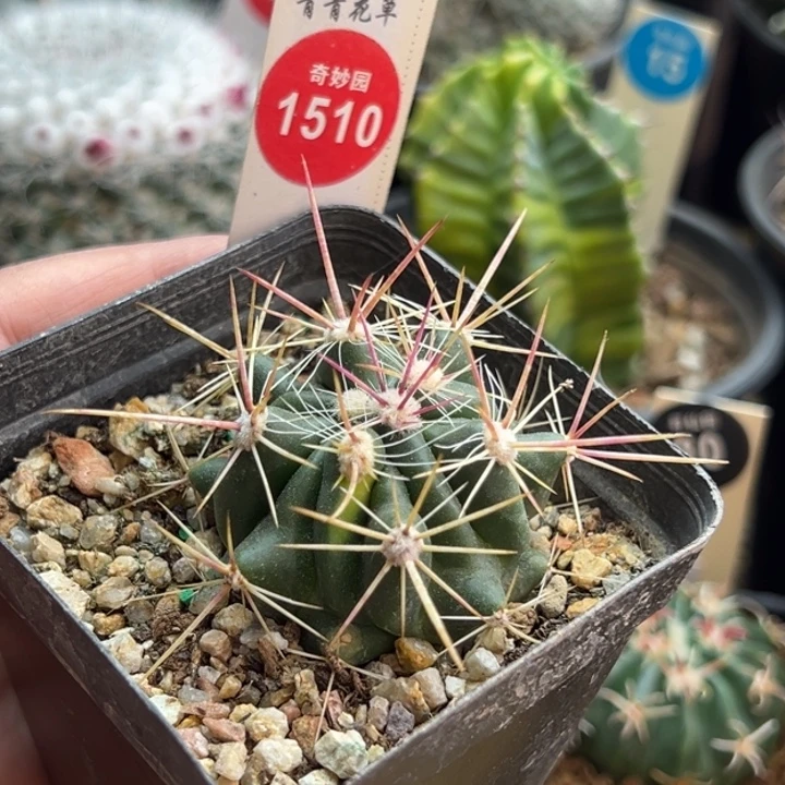 实生狂刺琥头变种锦一棵