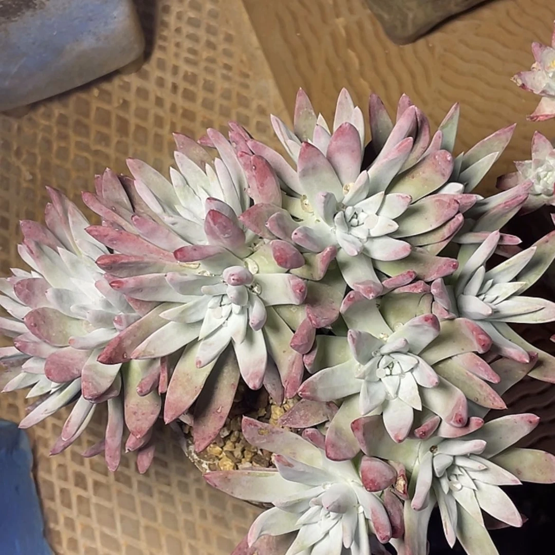 【闪购商品】刘丹杂交