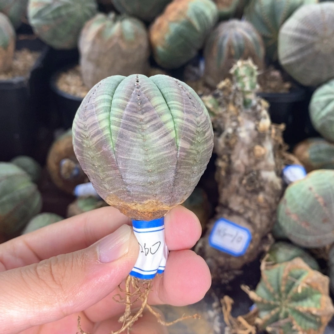 74 欧系实生布纹球多肉植物