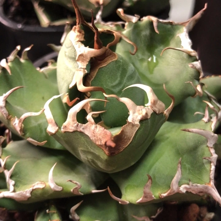 魔丸仁王冠龙舌兰