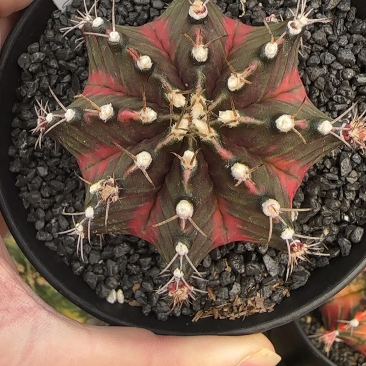 N39-1231泰国米哈蓝莓