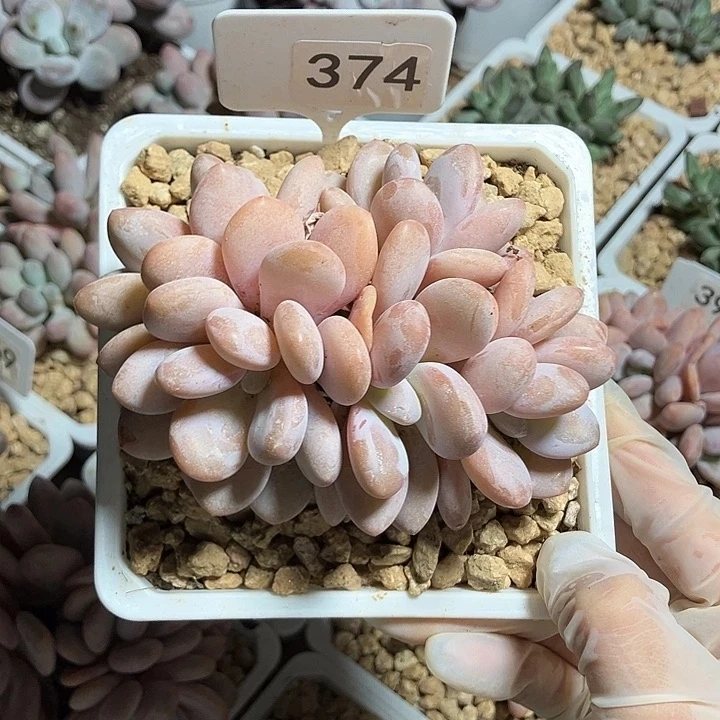 374粉兔5头，一物一拍