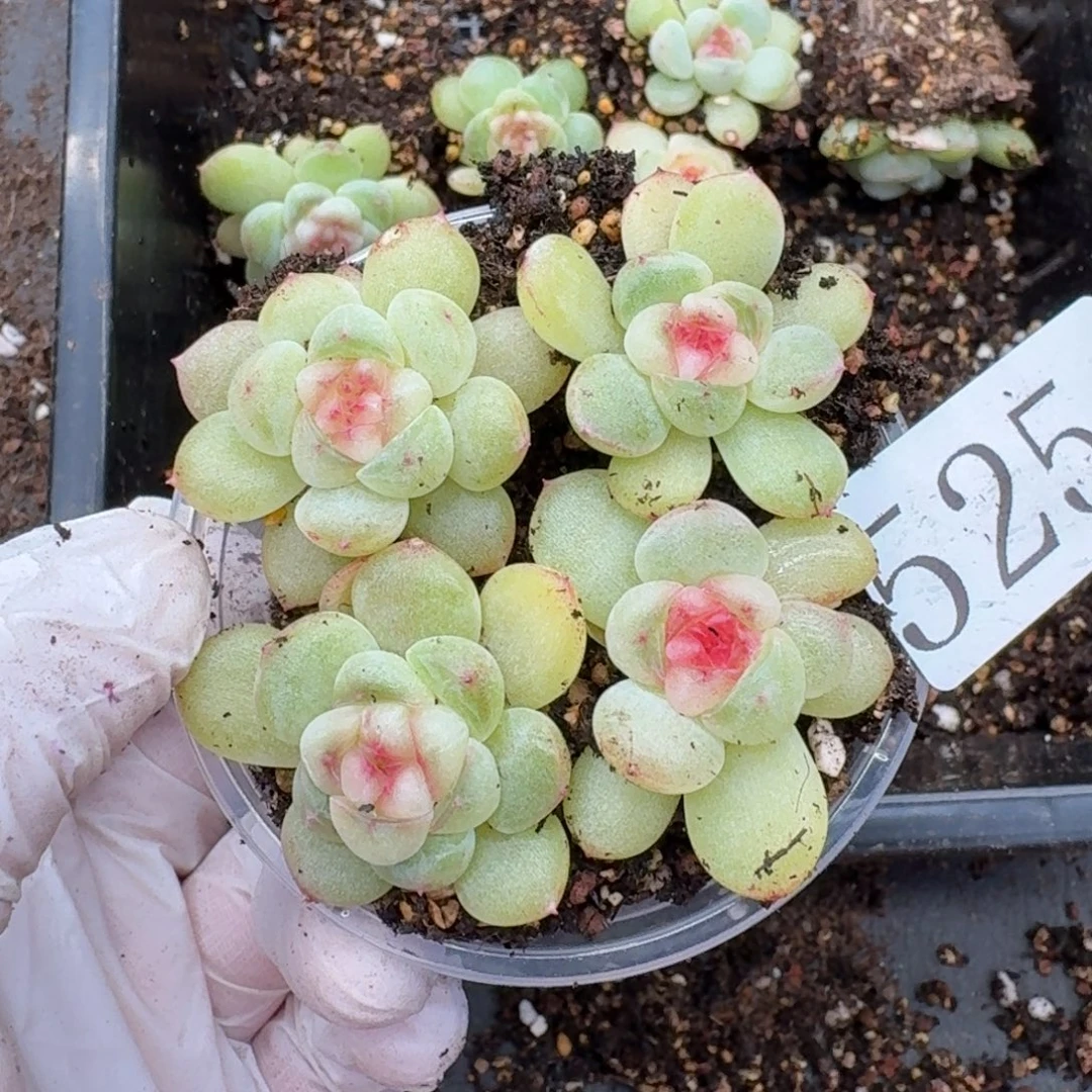 多肉植物多肉植物525财富