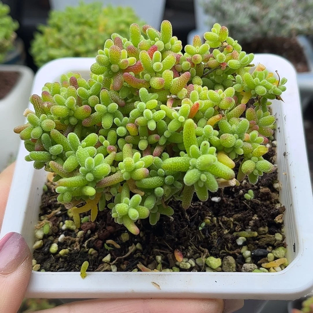 25蜜桔糖球优选枝干