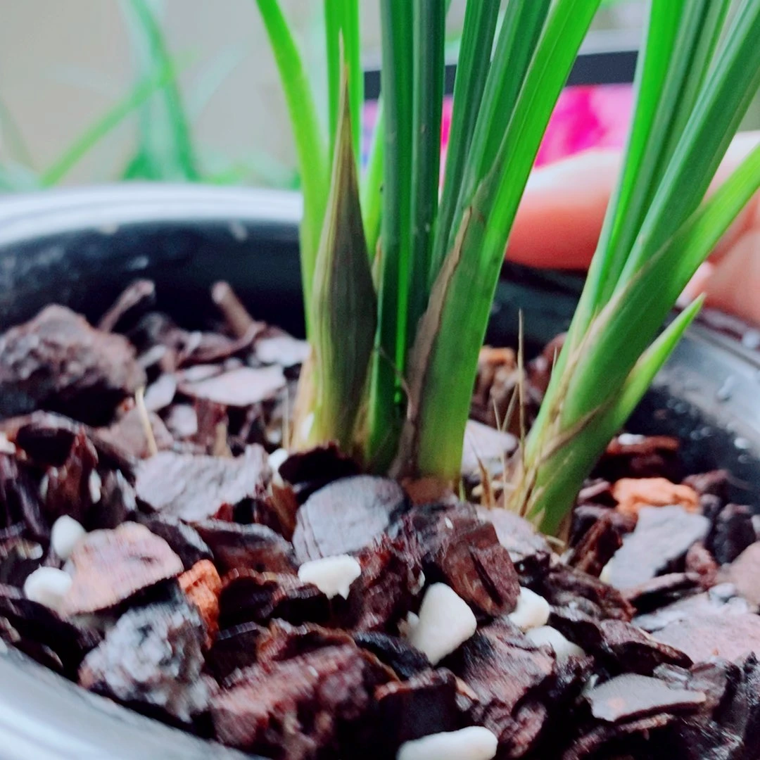 当前无花栽培后可以开花