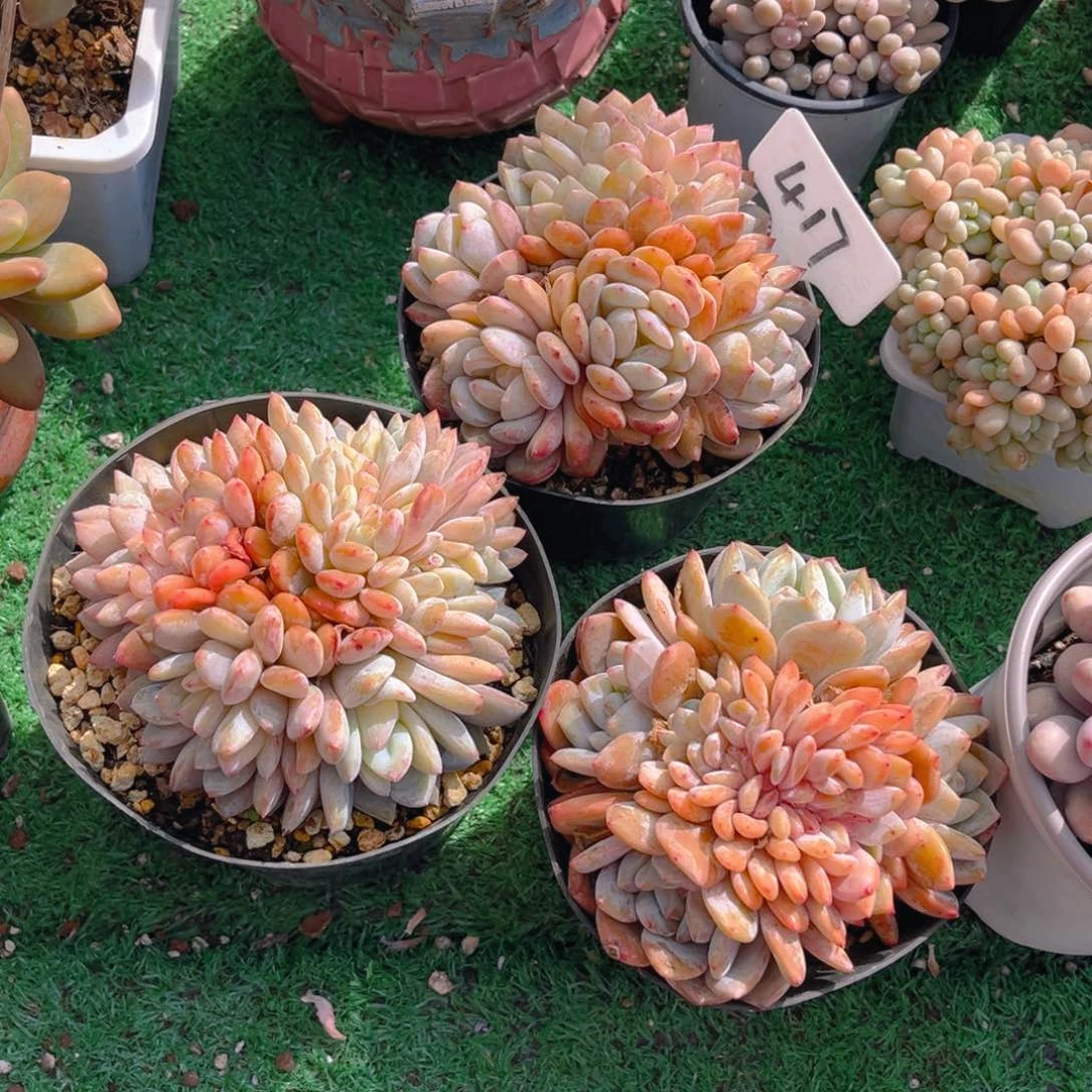 努****?417ffhjjkkkkkknj