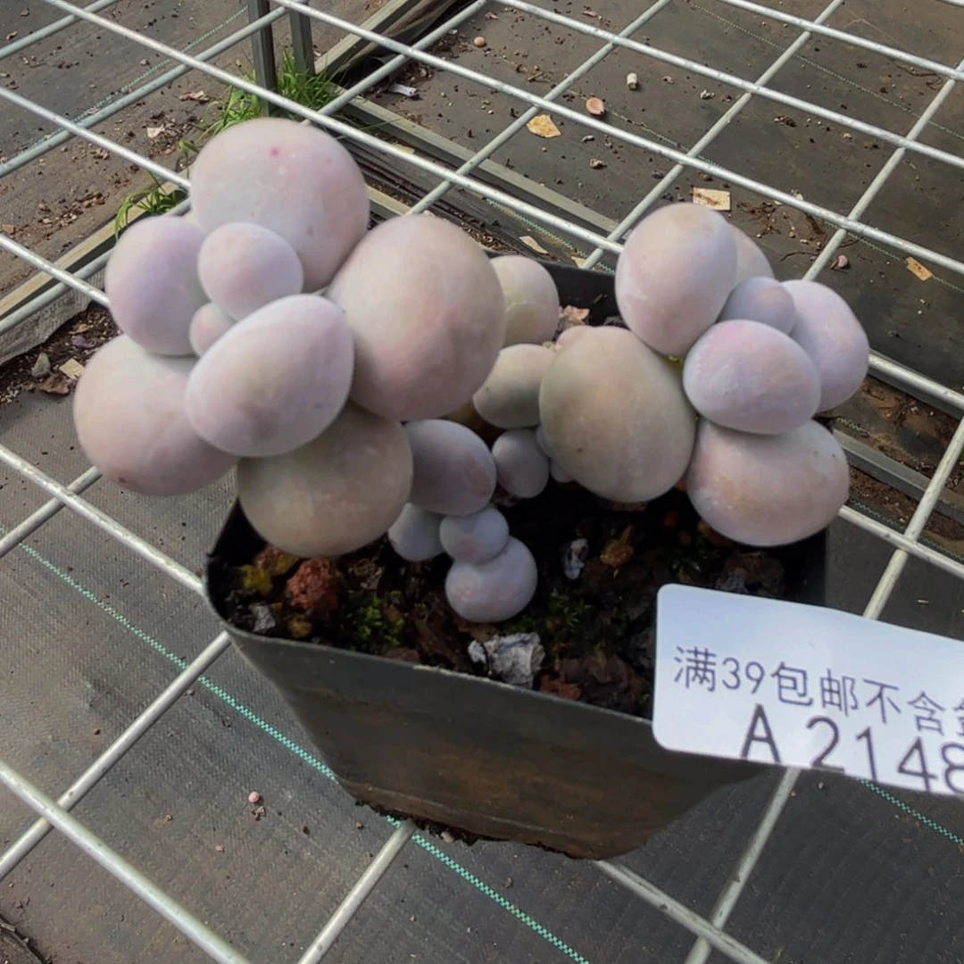 2148芭比奶酪6cm多肉