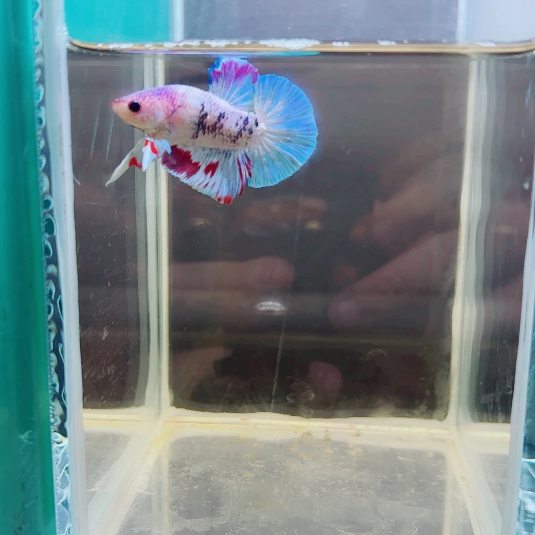 大***咯斗鱼赤道斗鱼水族馆