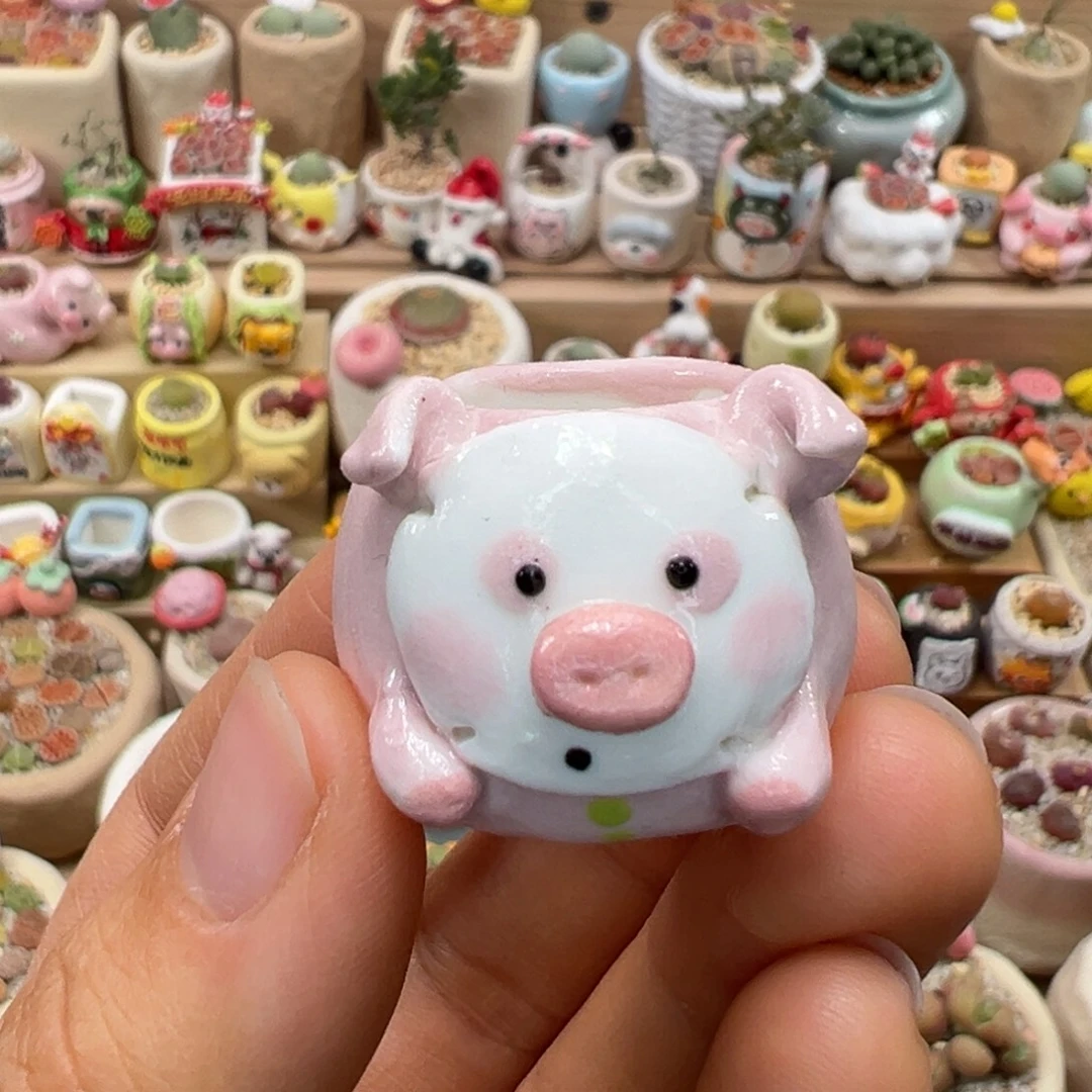 多肉植物125号种好