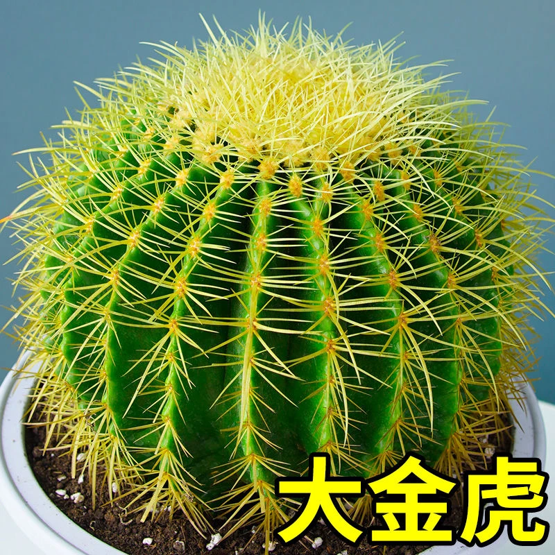 金琥仙人球盆栽室内外办公桌面绿植仙人掌多肉植物花卉防辐射金虎