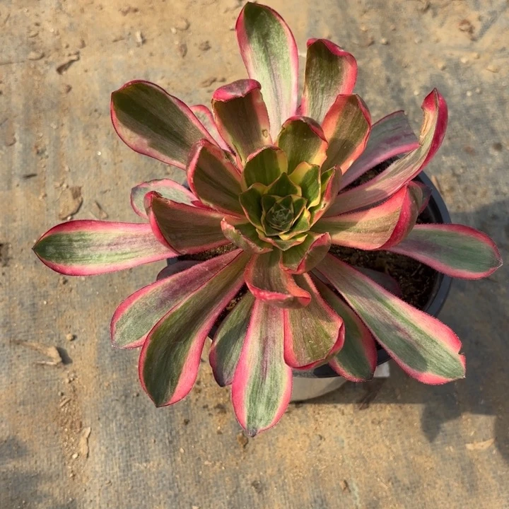 红魔女多肉法师量拍