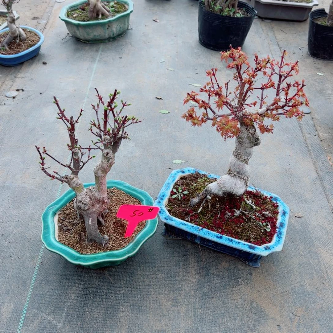 一**尘枫树枫树枫树