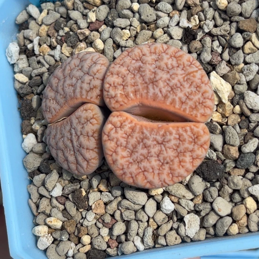 5146双头睫毛拿铁189一颗