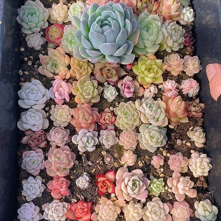 157 多肉植物盆栽花卉盆栽